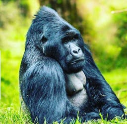6 days chimps, gorillas and wildlife